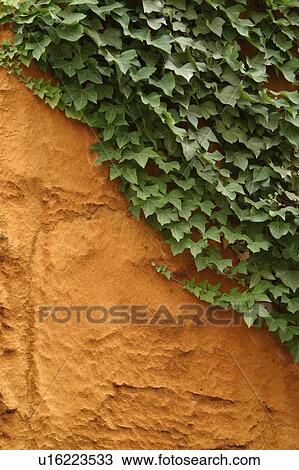 Stock Image - vegetation, creeper, leafage, wall, cement, plaster. Fotosearch