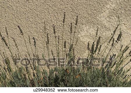 Stock Image - wall, cement, concrete, texture, surface, tactile. Fotosearch