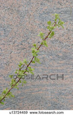 Stock Photo - wall, cement, plaster, barricade, barrier, mason. Fotosearch