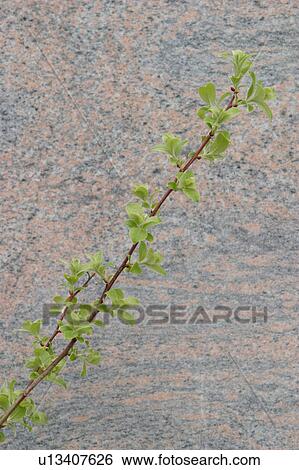 wall, cement, plaster, barricade, barrier, mason View Large Photo Image Stock Photograph - wall, cement, plaster, barricade, barrier, mason. Fotosearch
