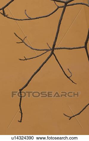 wall, close-up, outdoors, tree, sharp View Large Photo Image Stock Image - wall, close-up, outdoors, tree, sharp. Fotosearch