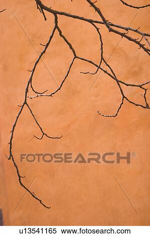 wall, close-up, outdoors, tree, sharp View Large Photo Image Stock Photography - wall, close-up, outdoors, tree, sharp. Fotosearch