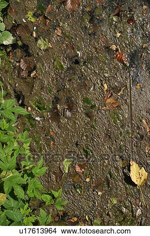 wetness, wet, green, mud, muddy, murky View Large Photo Image Picture - wetness, wet, green, mud, muddy, murky. Fotosearch