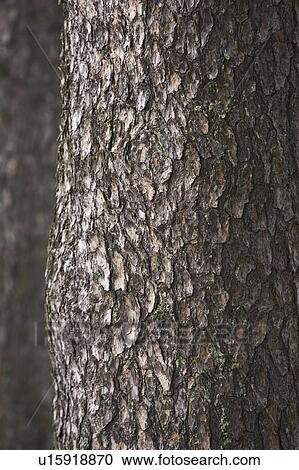 Wood, Cracks View Large Photo Image Stock Image - Wood, Cracks. Fotosearch