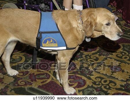 Close up picture of a service dog. View Large Photo Image Stock Image - Close up picture of a service dog.. Fotosearch