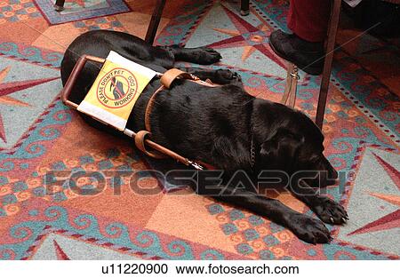 Man's best friend - especially for the person with blindness and/or visual impairments -- taking a rest from his job. View Large Photo Image Stock Image - Man's best friend - especially for the person with blindness and/or visual impairments -- taking a rest from his job.. Fotosearch