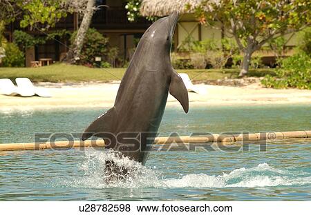 Stock Photo - A dolphin leaping up from water, Moorea, Tahiti, French Polynesia, South Pacific. Fotosearch