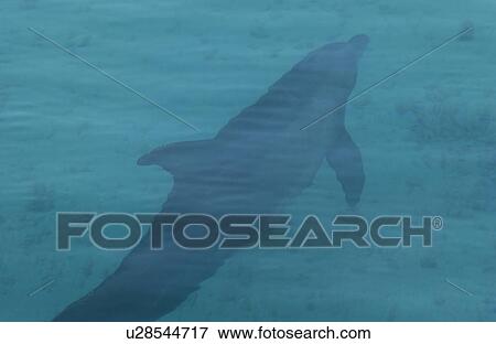 A reef shark swimming close to the water surface, Moorea, Tahiti, French Polynesia, South Pacific View Large Photo Image Stock Photo - A reef shark swimming close to the water surface, Moorea, Tahiti, French Polynesia, South Pacific. Fotosearch