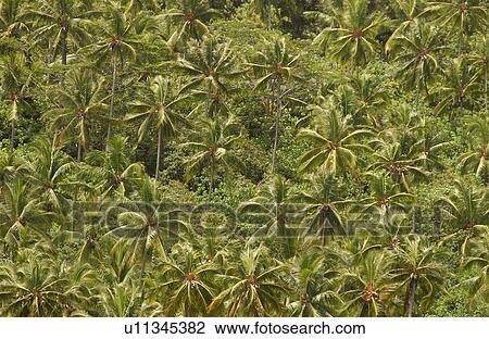 A tropical forest, Moorea, Tahiti, French Polynesia, South Pacific View Large Photo Image Stock Image - A tropical forest, Moorea, Tahiti, French Polynesia, South Pacific. Fotosearch