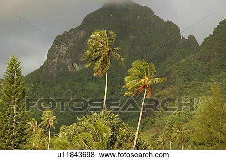 Stock Photo - A tropical forest, Moorea, Tahiti, French Polynesia, South Pacific. Fotosearch