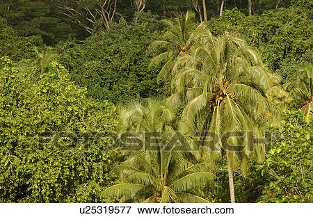 Stock Photo - A tropical forest, Moorea, Tahiti, French Polynesia, South Pacific. Fotosearch