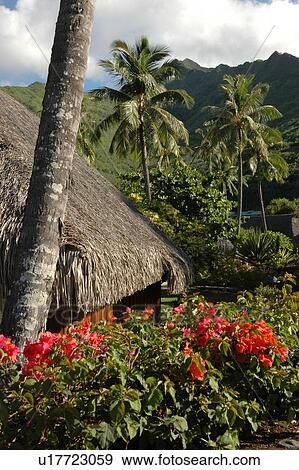 A tropical garden, Moorea, Tahiti, French Polynesia, South Pacific View Large Photo Image Stock Photo - A tropical garden, Moorea, Tahiti, French Polynesia, South Pacific. Fotosearch