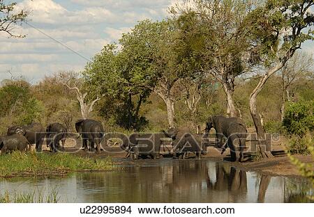 African Elephant View Large Photo Image Picture - African Elephant. Fotosearch