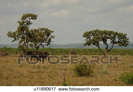 Stock Photo - African Elephant. Fotosearch