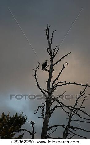An eagle perched on a tree top at Lake of the woods, Ontario, Canada View Large Photo Image Stock Image - An eagle perched on a tree top at Lake of the woods, Ontario, Canada. Fotosearch