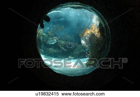 Aquarium Window View Large Photo Image Stock Photography - Aquarium Window. Fotosearch