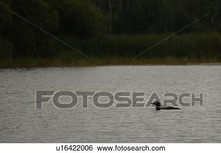 Aquatic bird swimming in a Lake of the woods, Ontario, Canada View Large Photo Image Stock Photograph - Aquatic bird swimming in a Lake of the woods, Ontario, Canada. Fotosearch
