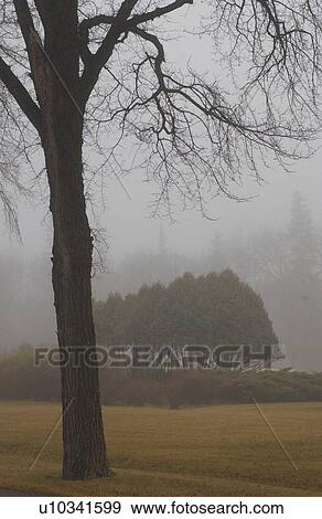 Stock Photo - autumn fog in Assiniboine Park, Winnipeg, Manitoba. Fotosearch