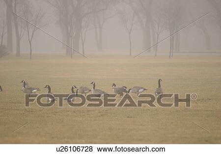 autumn fog in Assiniboine Park, Winnipeg, Manitoba View Large Photo Image Stock Photo - autumn fog in Assiniboine Park, Winnipeg, Manitoba. Fotosearch
