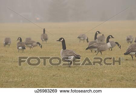 Stock Photo - autumn fog in Assiniboine Park, Winnipeg, Manitoba. Fotosearch