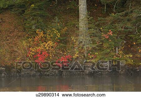 Autumn Foliage at Shoreline View Large Photo Image Picture - Autumn Foliage at Shoreline. Fotosearch