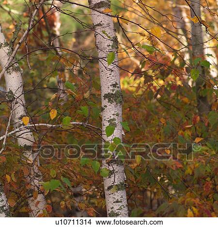 Picture - Autumn foliage on trees. Fotosearch