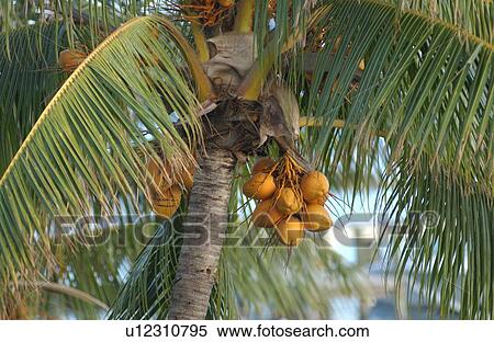 Stock Photography - Bahamas. Fotosearch