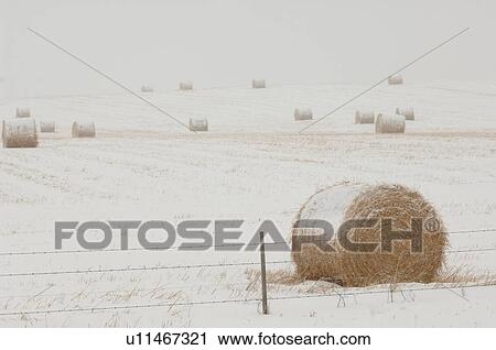 Bales of hay laying in snowy field in Alberta Canada View Large Photo Image Stock Image - Bales of hay laying in snowy field in Alberta Canada. Fotosearch