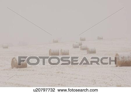 Stock Image - Bales of hay laying in snowy field in Alberta Canada. Fotosearch