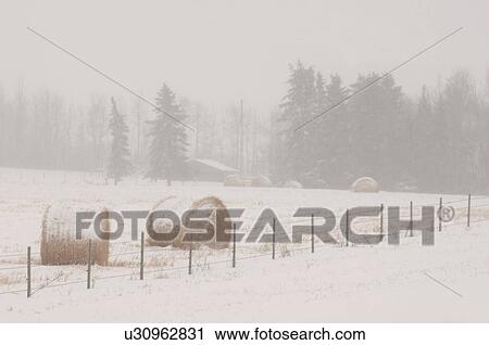Bales of hay laying in snowy field in Alberta Canada View Large Photo Image Stock Image - Bales of hay laying in snowy field in Alberta Canada. Fotosearch