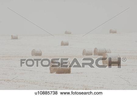 Bales of hay laying in snowy field in Alberta Canada View Large Photo Image Stock Photo - Bales of hay laying in snowy field in Alberta Canada. Fotosearch