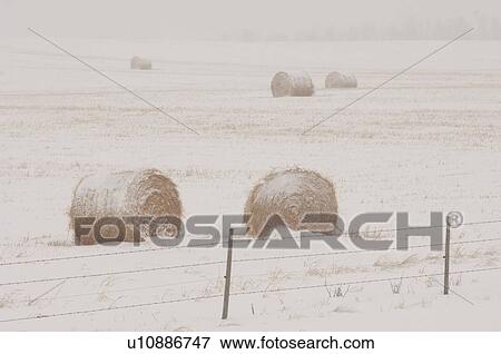 Bales of hay laying in snowy field in Alberta Canada View Large Photo Image Stock Photo - Bales of hay laying in snowy field in Alberta Canada. Fotosearch