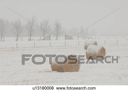 Stock Photo - Bales of hay laying in snowy field in Alberta Canada. Fotosearch