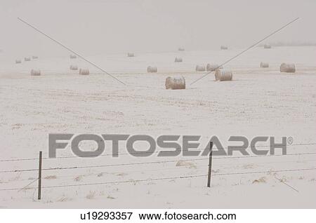 Stock Photo - Bales of hay laying in snowy field in Alberta Canada. Fotosearch