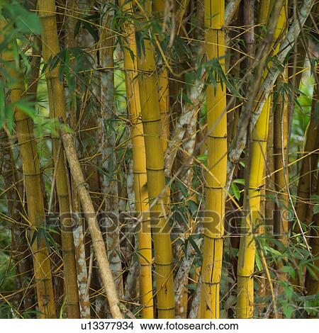 Bamboo Shafts View Large Photo Image Picture - Bamboo Shafts. Fotosearch