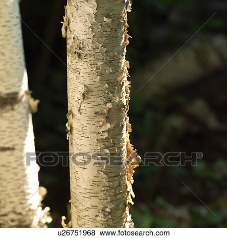 Bark covering peeling of a tree View Large Photo Image Stock Photo - Bark covering peeling of a tree. Fotosearch