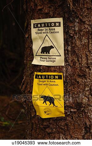 Bear and Cougar warning signs, Wild Pacific Trail, Vancouver Island, Canada View Large Photo Image Stock Image - Bear and Cougar warning signs, Wild Pacific Trail, Vancouver Island, Canada. Fotosearch