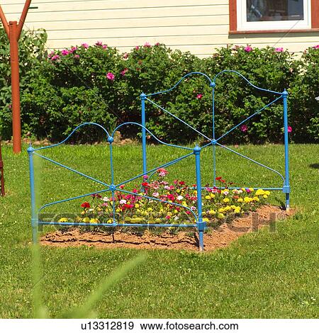 Bed of roses in a yard in Prince Edward Island, Canada View Large Photo Image Stock Photo - Bed of roses in a yard in Prince Edward Island, Canada. Fotosearch