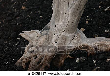 Stock Photo - Big Island of Hawaii - vegetation. Fotosearch