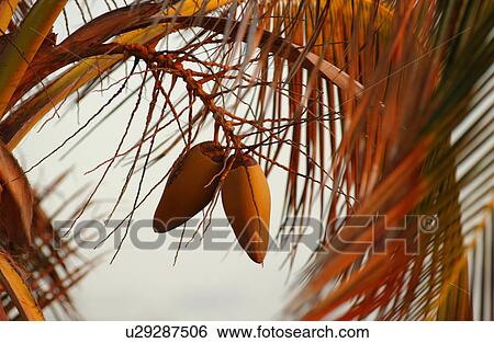Stock Photograph - Big Island of Hawaii - vegetation. Fotosearch