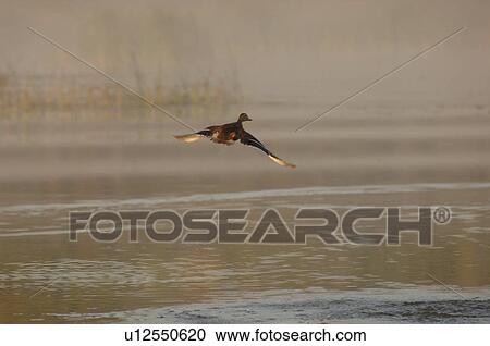 Stock Image - Bird in Flight. Fotosearch
