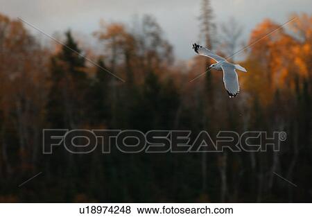 Stock Photo - Bird in Flight. Fotosearch