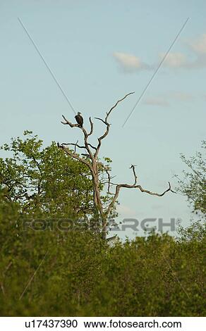Bird in Tree View Large Photo Image Stock Image - Bird in Tree. Fotosearch