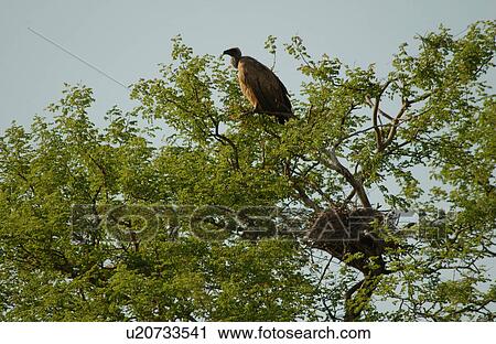 Bird in Tree View Large Photo Image Stock Image - Bird in Tree. Fotosearch