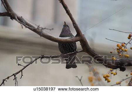 Bird perched on a tree in Montreal, Canada View Large Photo Image Stock Photo - Bird perched on a tree in Montreal, Canada. Fotosearch