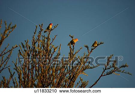 Stock Image - Birds - Africa. Fotosearch