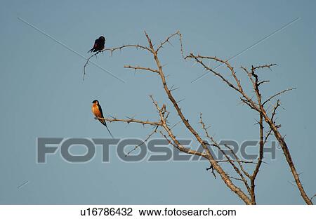 Birds - Africa View Large Photo Image Stock Image - Birds - Africa. Fotosearch