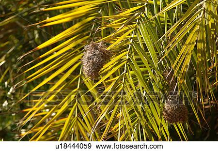Birds - Africa View Large Photo Image Stock Photo - Birds - Africa. Fotosearch