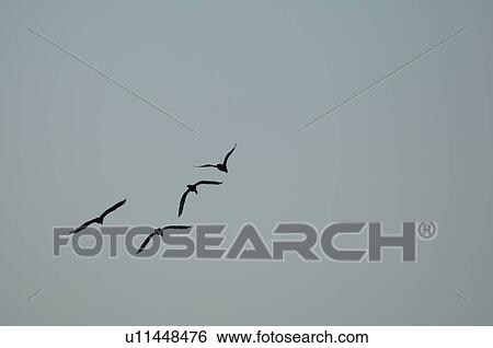 Birds in Flight View Large Photo Image Stock Photograph - Birds in Flight. Fotosearch