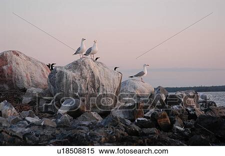 Birds perched on rocks at Lake of the woods, Ontario, Canada View Large Photo Image Stock Photography - Birds perched on rocks at Lake of the woods, Ontario, Canada. Fotosearch